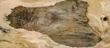 Tall Petrified Wood (Sequoia) With Polished Face - Oregon #93899-1
